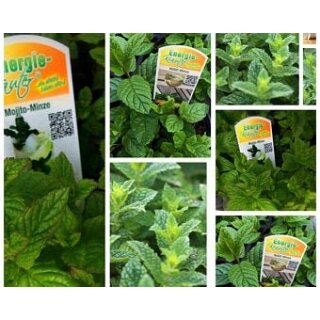 Frischer Klassiker Pfefferminze im Topf ~ Minze für heiß und kalte Getränke - im großen Topf - zum sofort beernten ~ Frische Küche ~ Mentha