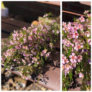 Bund Wachsflower rosa-schwere Qualität ~ zarte Blüten für natürliche Deko, Vase & Floristik ~ langlebige Schnittblume