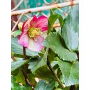Schneerose Ice N‘ Early Roses -R- Helleborus im...