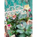 Schneerose Ice N‘ Early Roses -R- Helleborus im...