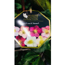 Schneerose Ice N‘ Early Roses -R- Helleborus im großen xl Topf! Jetzt blühend mit Knospen -Winterzauber- Deko für Kübel und Garten