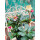 Schneerose Ice N‘ Early Roses -R- Helleborus im großen xl Topf! Jetzt blühend mit Knospen -Winterzauber- Deko für Kübel und Garten