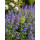 12 Stk Katzenminze Nepeta ‘Six Hills Giant’ im Topf – üppige Blütenwolken für Bienen & Gartenromantik..Staude auch für Blütenhecken
