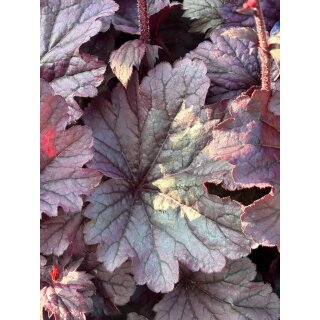 Heuchera Grape Timeless..Korallenglöckchenmit toller Blatt und Blütenfarbe - im XL Topf