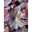 Heuchera Grape Timeless..Korallenglöckchenmit toller...