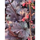 Heuchera Grape Timeless..Korallenglöckchenmit toller Blatt und Blütenfarbe - im XL Topf