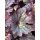 Heuchera Grape Timeless..Korallenglöckchenmit toller Blatt und Blütenfarbe - im XL Topf