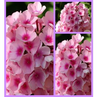 Phlox Bright Eyes ~ großer 3 Liter XL Topf~ Duftige Blütenwolken!