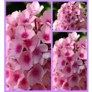 Phlox Bright Eyes ~ großer 3 Liter XL Topf~ Duftige...