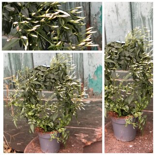 Duftjasmin Jasminum polyanthum ~ weiß & knospig ~ intensiver Frühlingsduft ~ Kletterpflanze ~ Zimmer- & Kübelpflanze