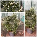 Duftjasmin Jasminum polyanthum ~ weiß & knospig...