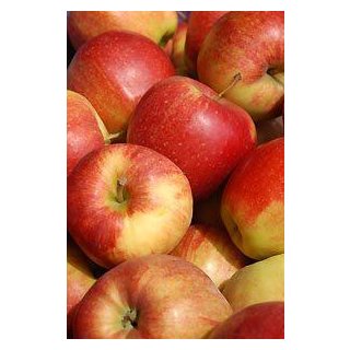 Apfelbaum Jonagold ~ 10 Liter Container..geschätzte und beliebte Apfel-Sorte