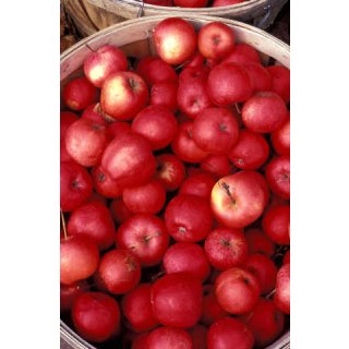 Apfelbaum Purpuroter Cousinot~ 10 Liter Container~ der alte Weihnachtsapfel