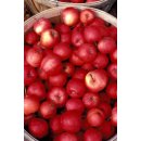 Apfelbaum Purpuroter Cousinot~ 10 Liter Container~ der...