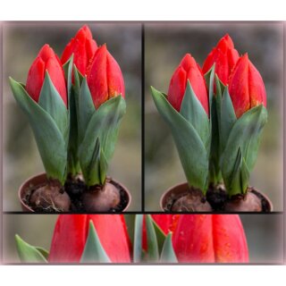 3 Töpfe ~ Trio - 3 er Tulpen im Topf gewachsen- knospig/blühend~ verschiedene Farben nach Wunsch
