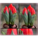 3 Töpfe ~ Trio - 3 er Tulpen im Topf gewachsen-...