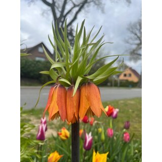 Kaiserkrone Aurora orangerote Blüte ~  im Topf gewachsen knospig~ Imposante winterharte Zwiebelblumen ~ Besonderheit für den Garten