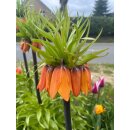 Kaiserkrone Aurora orangerote Blüte ~  im Topf gewachsen knospig~ Imposante winterharte Zwiebelblumen ~ Besonderheit für den Garten
