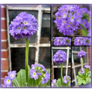 Blaue Kugelprimel im Topf - Frühlingsblau in rund..! Frühlingsbote