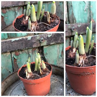 Schneeglöckchen elwesii- das großblütige-  im Topf gewachsen knospig/blühend~  direkt aus Norddeutscher Gärtnerkultur~ Frische für die mobile Blütenpracht