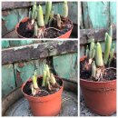 Schneeglöckchen elwesii- das großblütige-...