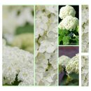 Schneeball - Hortensie Annabelle 50/70 im großen XL...