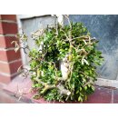 Türkranz Buxuskranz natürliche Landpartie ...zauberhaft natürlich ca 30 cm..Türkranz