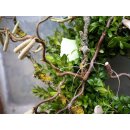 Türkranz Buxuskranz natürliche Landpartie ...zauberhaft natürlich ca 30 cm..Türkranz