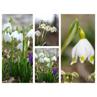 Echte!! Märzenbecher - Leucojum vernum Snowdrop im Topf knospig/bald blühend..Vorhang auf! Licht an ~der Frühling ist da...