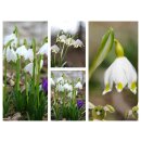 Echte!! Märzenbecher - Leucojum vernum Snowdrop im...