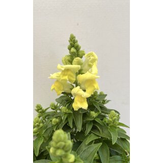 Löwenmäulchen jetzt knospig/blühend in gelb ~ frische Sommerdeko ~Flowers