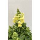 Löwenmäulchen jetzt knospig/blühend in...
