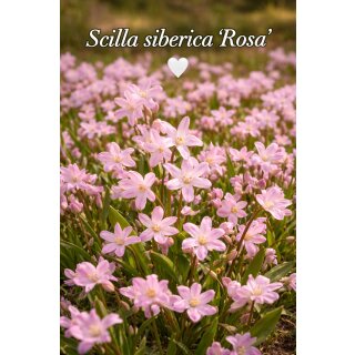 Scilla siberica Rosa im Topf ~ Rosasternchen ~ zarte Frühlingsromantik -  knospig/blühend