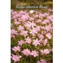 Scilla siberica Rosa im Topf ~ Rosasternchen ~ zarte...