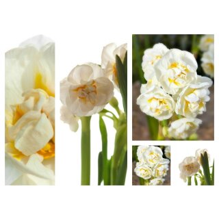 Narzisse Bridal Crown~im 12cm Topf gewachsen~ Jetzt knospig/ blühend ~starke Qualität..Duft-Schatz für Frühlings Schnuppernasen