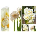 Narzisse Bridal Crown~im 12cm Topf gewachsen~ Jetzt knospig/ blühend ~starke Qualität..Duft-Schatz für Frühlings Schnuppernasen