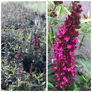 Zwerg-Schmetterlingsflieder / Sommerflieder Buzz-R- Wine in 40/60cm~ Sommerlaune in toller Farbe