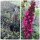 Zwerg-Schmetterlingsflieder / Sommerflieder Buzz-R- Wine in 40/60cm~ Sommerlaune in toller Farbe