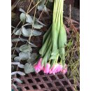 Frischer Tulpenstrauß Do it Yourself ~ 10...