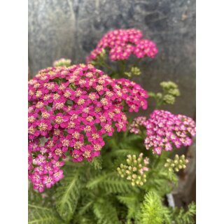 Achillea millefolium Desert Eve Deep Rose  ~ Schafgarbe in pink~Staude im großen Topf- Bienen-und Schmetterlingsschwarm