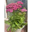 Achillea millefolium Desert Eve Deep Rose  ~ Schafgarbe in pink~Staude im großen Topf- Bienen-und Schmetterlingsschwarm