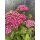 Achillea millefolium Desert Eve Deep Rose  ~ Schafgarbe in pink~Staude im großen Topf- Bienen-und Schmetterlingsschwarm