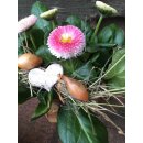 Bellis im Papiersäckchen ~ Frühlingsblütenträume