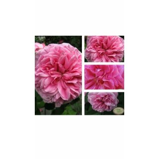 Englische Rose Gertrude Jekyll -R- ~Güteklasse IA Wurzelnackt ~David Austin- Duft und gesund