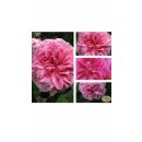 Englische Rose Gertrude Jekyll -R- ~Güteklasse IA...