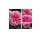 Englische Rose Gertrude Jekyll -R- ~Güteklasse IA Wurzelnackt ~David Austin- Duft und gesund