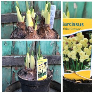 3 Töpfe ~Narzisse tazetta "Bridal Crown" im Topf knospig/blühend~ große Zwiebel direkt aus Vierlanden ~ Frische Qualität