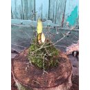 Amaryllis in Mooskleid mit Zweigen ..wunderschöne...