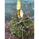 Amaryllis in Mooskleid mit Zweigen ..wunderschöne...