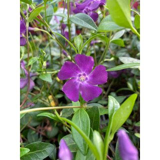 Vinca minor Atropurpurea-sehr starke im Topf~ violettes Immergrün ~ immergrüner Bodendecker~ kräftige & volle Qualität